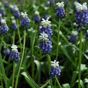 Uva-de-jacinto Touch of Snow - Muscari