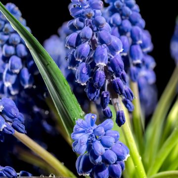Jacinto-uva Alida - Muscari armeniacum