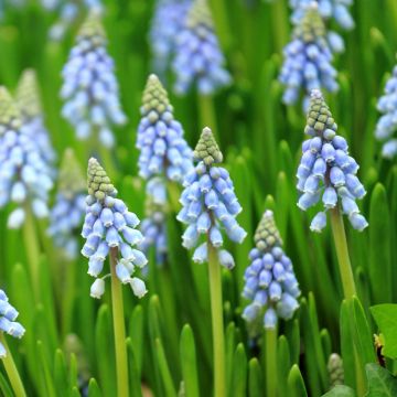 Jacinto-uva Aqua Magic - Muscari armeniacum