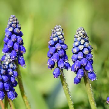 Jacinto-uva Bling Bling - Muscari armeniacum