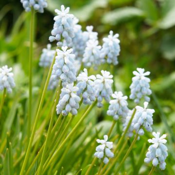 Jacinto-uva Esther - Muscari armeniacum