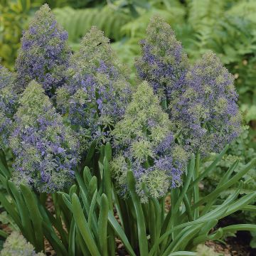 Jacinto-uva Fantasy Creation - Muscari armeniacum