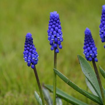 Jacinto-uva Superstar - Muscari botryoides