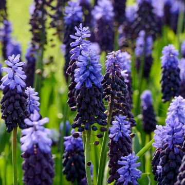 Jacinto-uva - Muscari latifolium