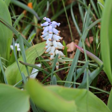 Jacinto-uva - Muscari racemosum