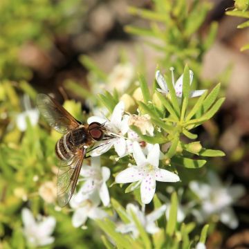 Myoporum parvifolium Fleurs Brancas