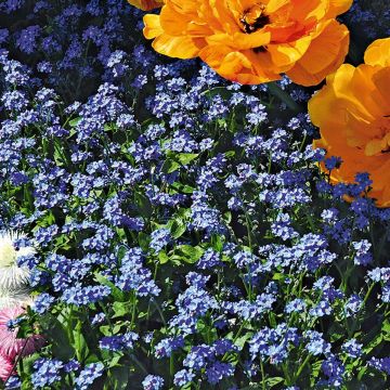 Miosótis sylvatica Blue Sylva