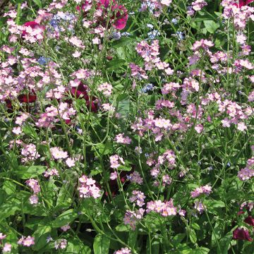 Miosótis sylvatica Roi des Carmins