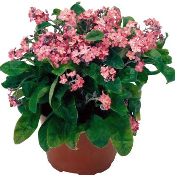 Miosótis sylvatica Rosylva em minimottes