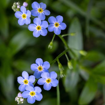 Myosotis scorpioides