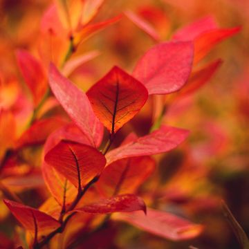 Mirtilo Ivanhoe - Vaccinium corymbosum