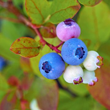 Mirtilo Legacy - Vaccinium corymbosum