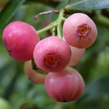 Mirtilheiro Pink Berry - Vaccinium corymbosum x ashei