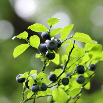 Mirtilo / Arando - Vaccinium myrtillus