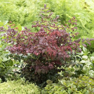 Nandina domestica Curly Obsessed Nandina domestica Curly Obsessed