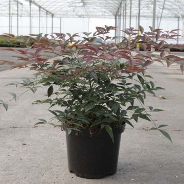 Nandina domestica Flirt