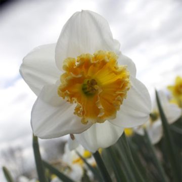 Narciso trombeta Chantilly
