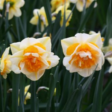 Narciso Duplo Double Beauty