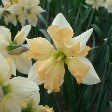 Narciso Jonquilla Giant Split