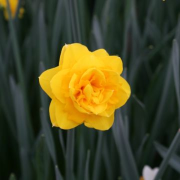 Narciso Duplo Heamoor