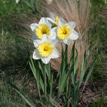 Narciso trombeta Ice Follies'