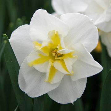 Narciso de coroa dividida Lemon Beauty