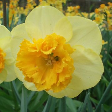 Narciso Jonquilla Modern Art