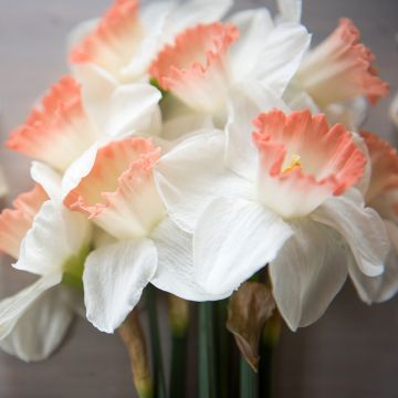 Narciso trombeta Pink Charm