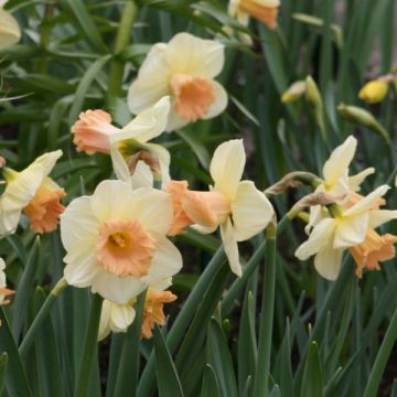 Narciso Jonquilla Sagitta