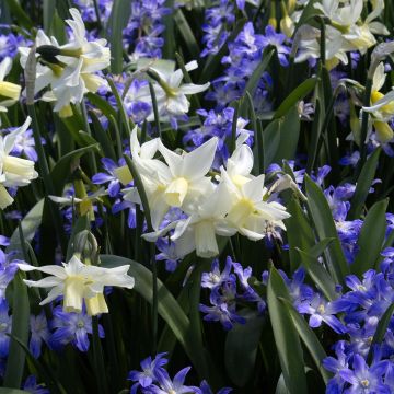 Narciso ciclamineus Toto