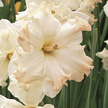 Narciso Jonquilla Walz