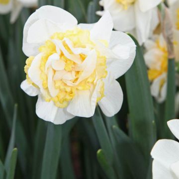 Narciso Duplo Westward