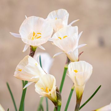 Narciso trombeta Arctic Bells