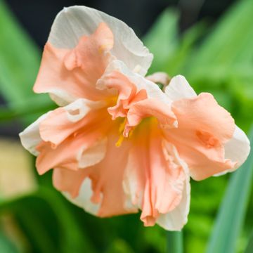 Narciso de coroa dividida Apricot Whirl