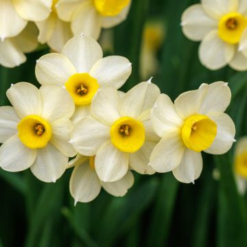 Narciso Tazetta Minnow