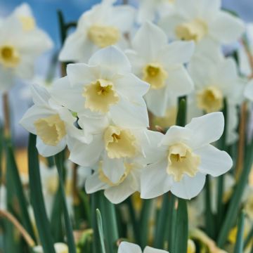 Narciso Jonquilla Hillstar