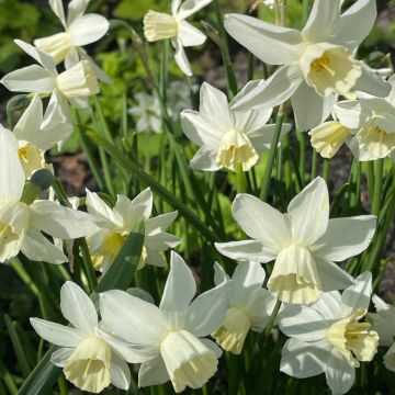 Narciso triandrus Starlight Sensation