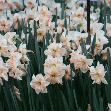 Narciso Jonquilla Girl Power