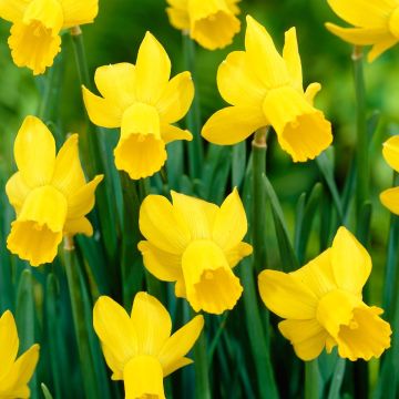 Narciso ciclamineus Rapture