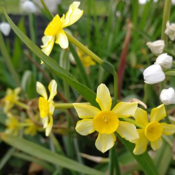 Narciso Jonquilla New Baby