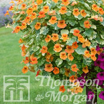 Capuchinha Just Peachy em sementes