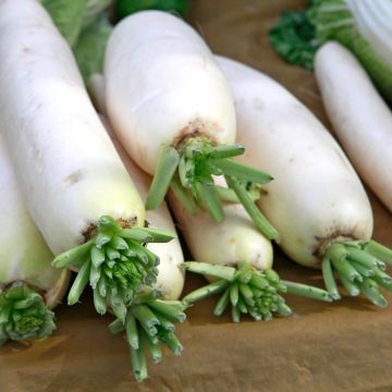 Nabo Croissy Meio-Comprido