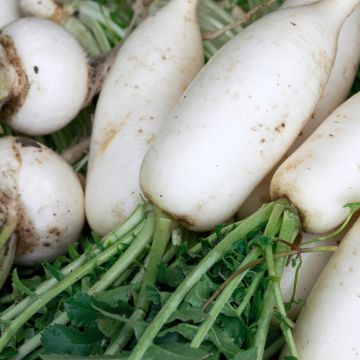 Nabo Branco duro de inverno Vilmorin