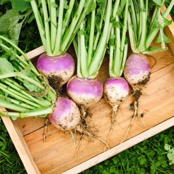 Nabo Branco globo de colo violeta Vilmorin + amostra Plessis F1 híbrido F1