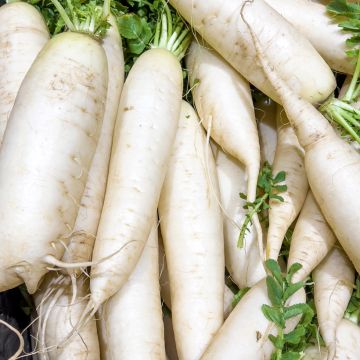 Nabo De Croissy Vilmorin