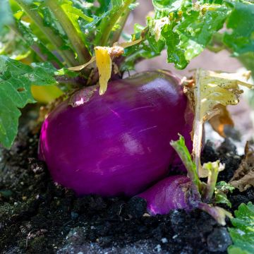 Nabo de Milão Vermelho - Ferme de Sainte Marthe Bio