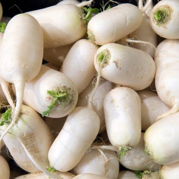 Nabo Des Vertus Marteau