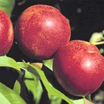 Nectarineira Crimson Gold - Prunus persica
