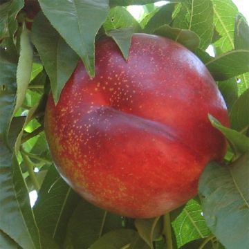 Nectarineira Flavor Gold - Prunus persica