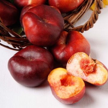 Nectarineira Mesembrine (achatada) Georges Delbard - Prunus persica
